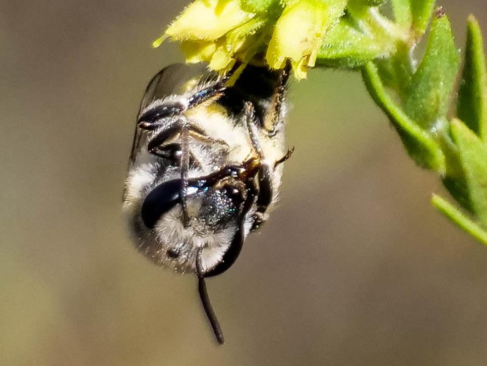 Colletes Latreille, 1802