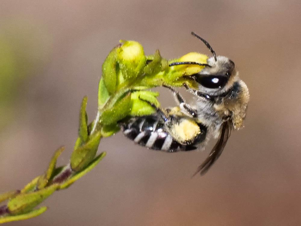  Colletes Latreille, 1802