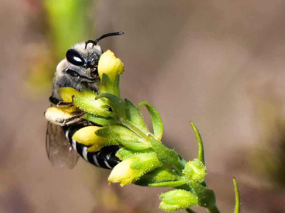  Colletes Latreille, 1802