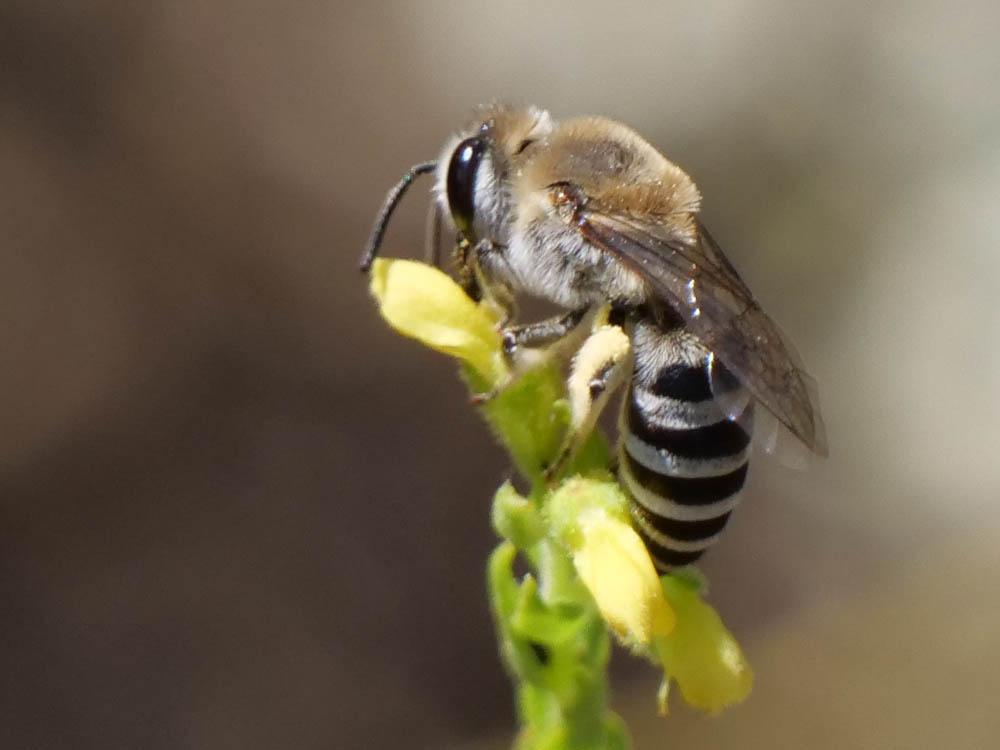 Colletes Latreille, 1802