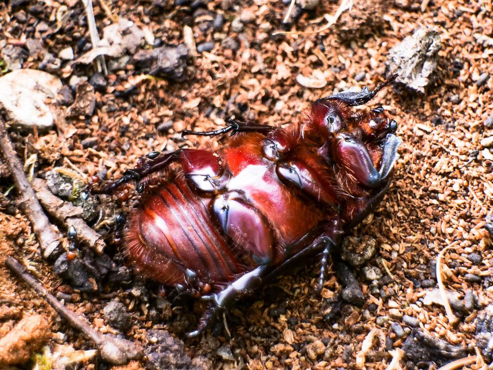 Scarabée rhinocéros européen, Rhinocéros Oryctes nasicornis (Linnaeus, 1758)