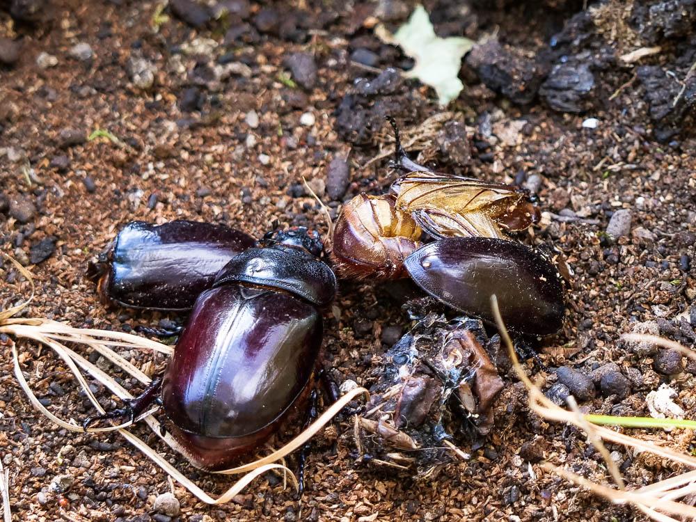 Scarabée rhinocéros européen, Rhinocéros Oryctes nasicornis (Linnaeus, 1758)