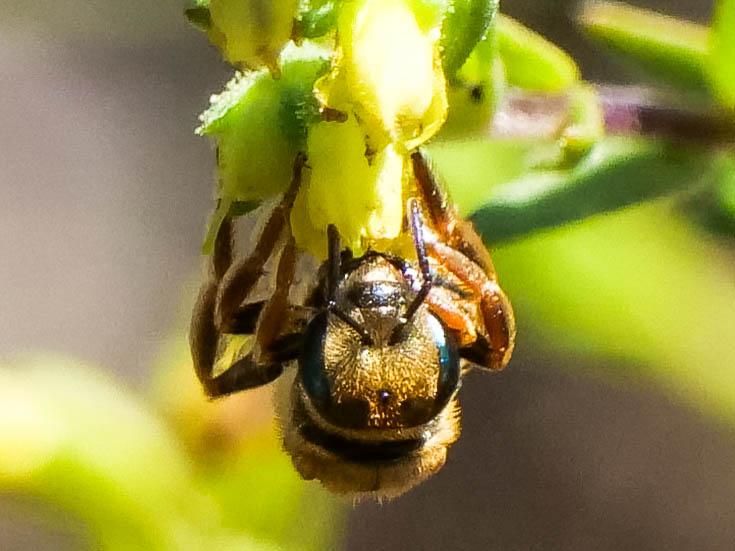 Le  sp. Seladonia Robertson, 1918 sp.