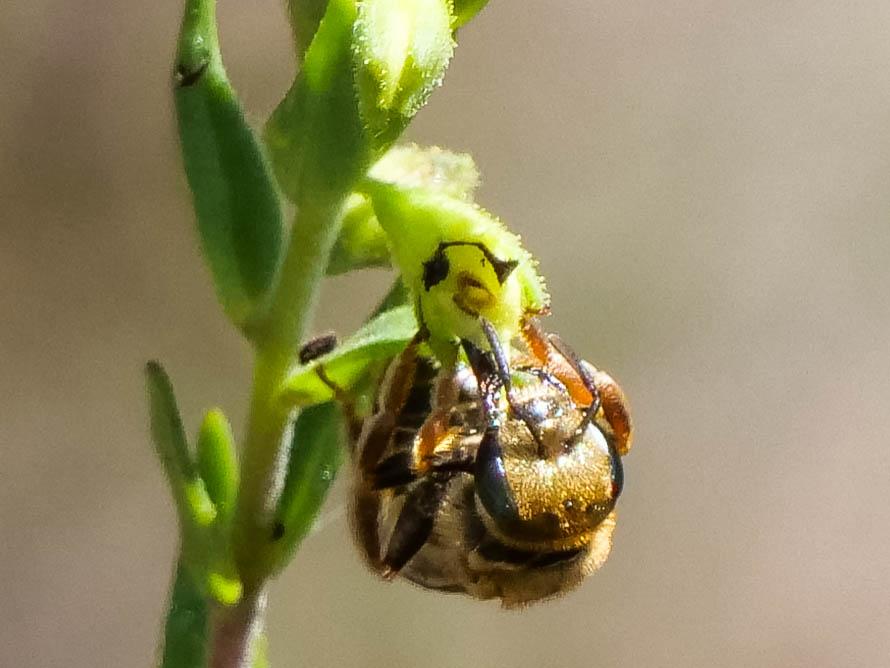 Le  sp. Seladonia Robertson, 1918 sp.