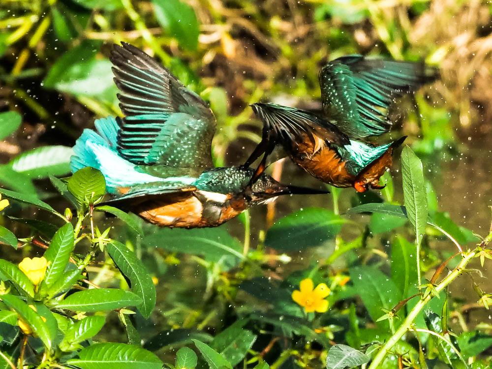Martin-pêcheur d'Europe Alcedo atthis (Linnaeus, 1758)