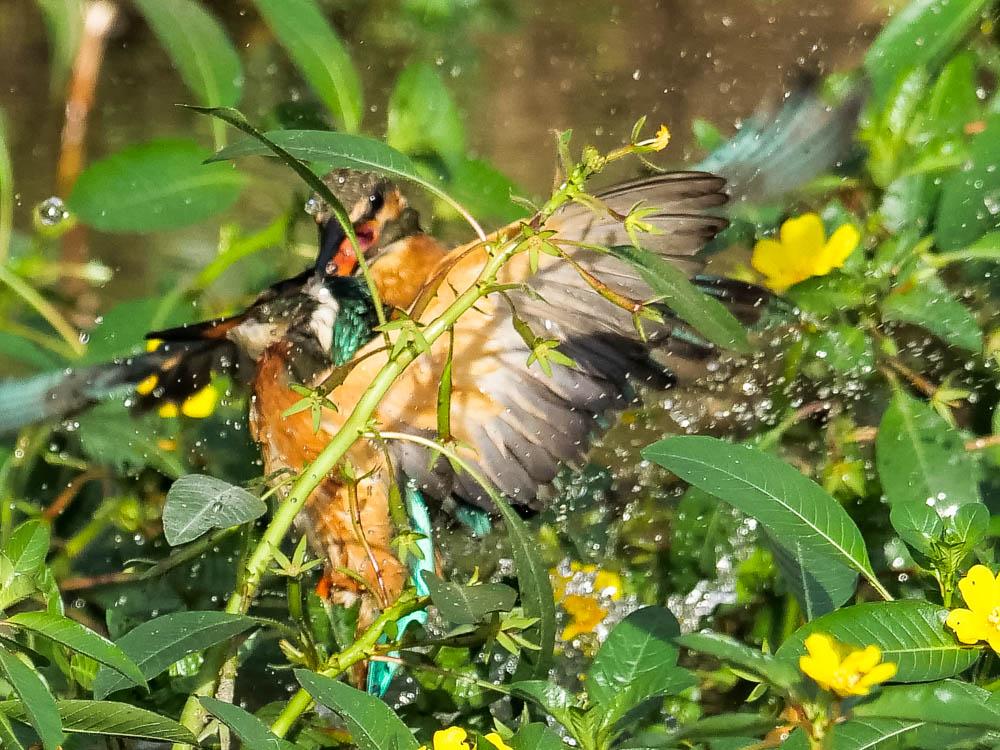 Martin-pêcheur d'Europe Alcedo atthis (Linnaeus, 1758)