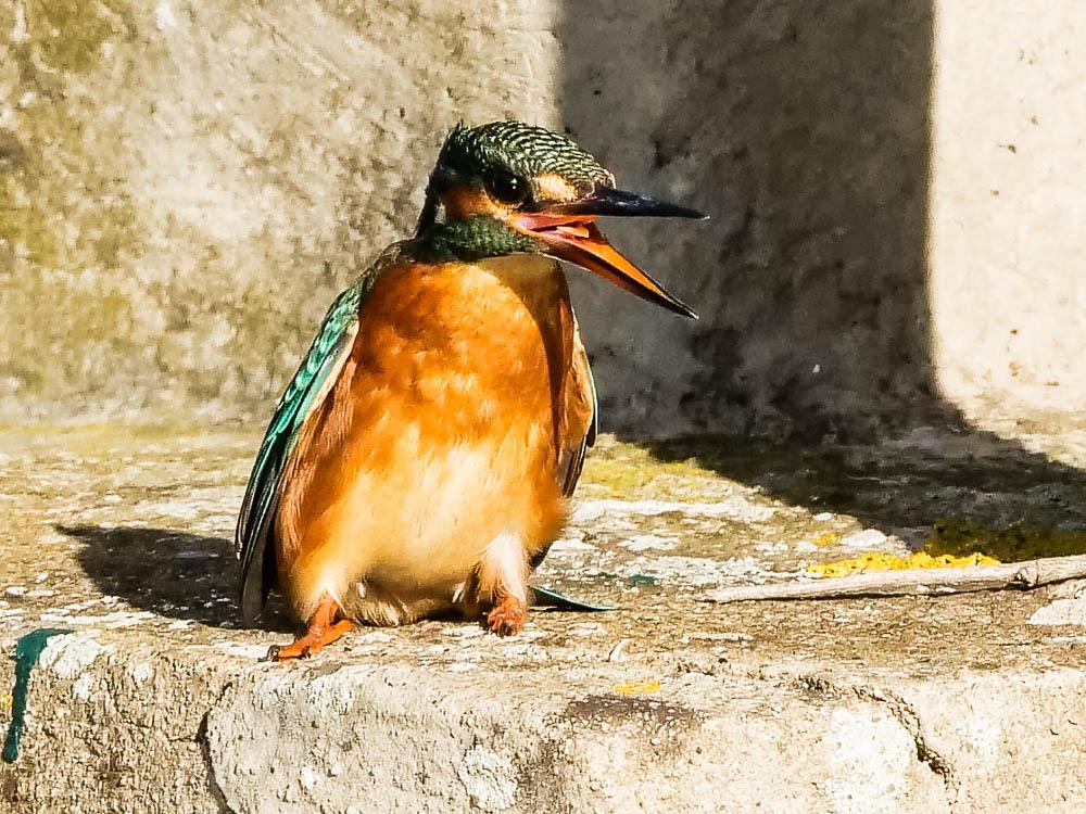 Martin-pêcheur d'Europe Alcedo atthis (Linnaeus, 1758)