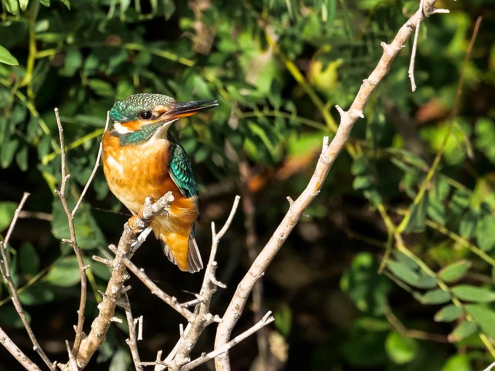 Martin-pêcheur d'Europe Alcedo atthis (Linnaeus, 1758)
