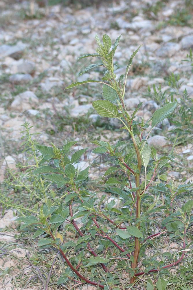 Amarante hybride Amaranthus hybridus L., 1753