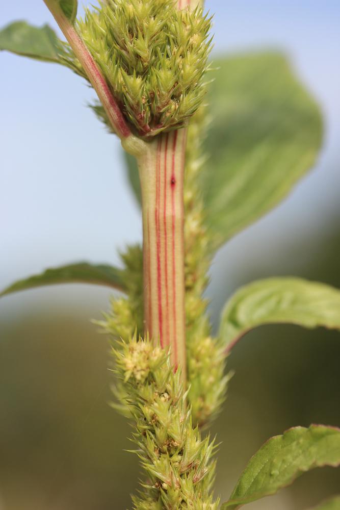 Amarante hybride Amaranthus hybridus L., 1753