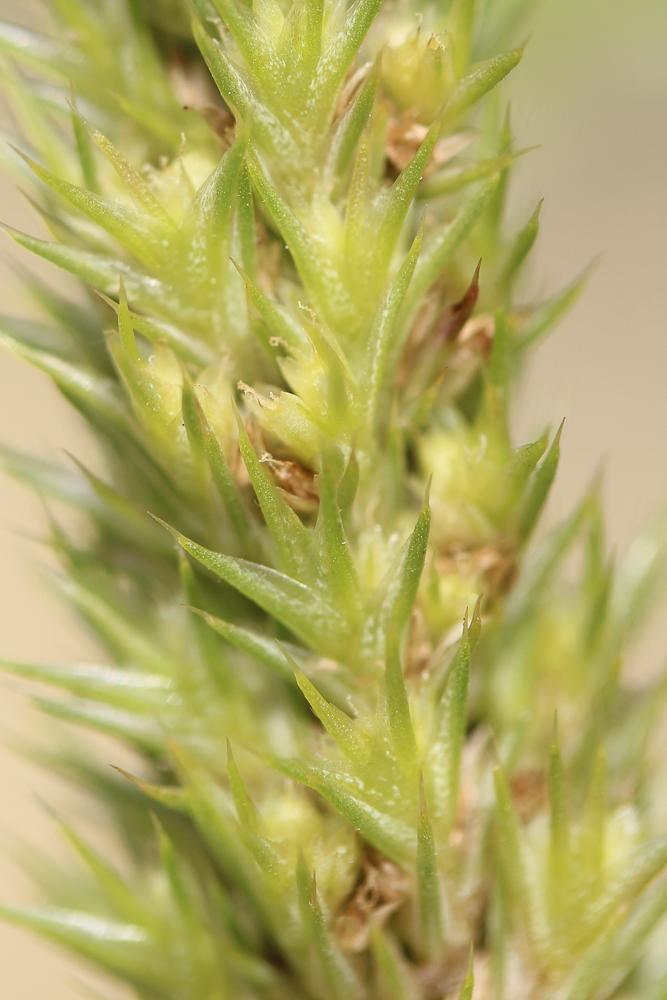 Amarante hybride Amaranthus hybridus L., 1753