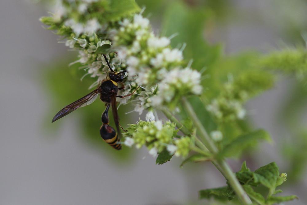  Delta unguiculatum (Villers, 1789)