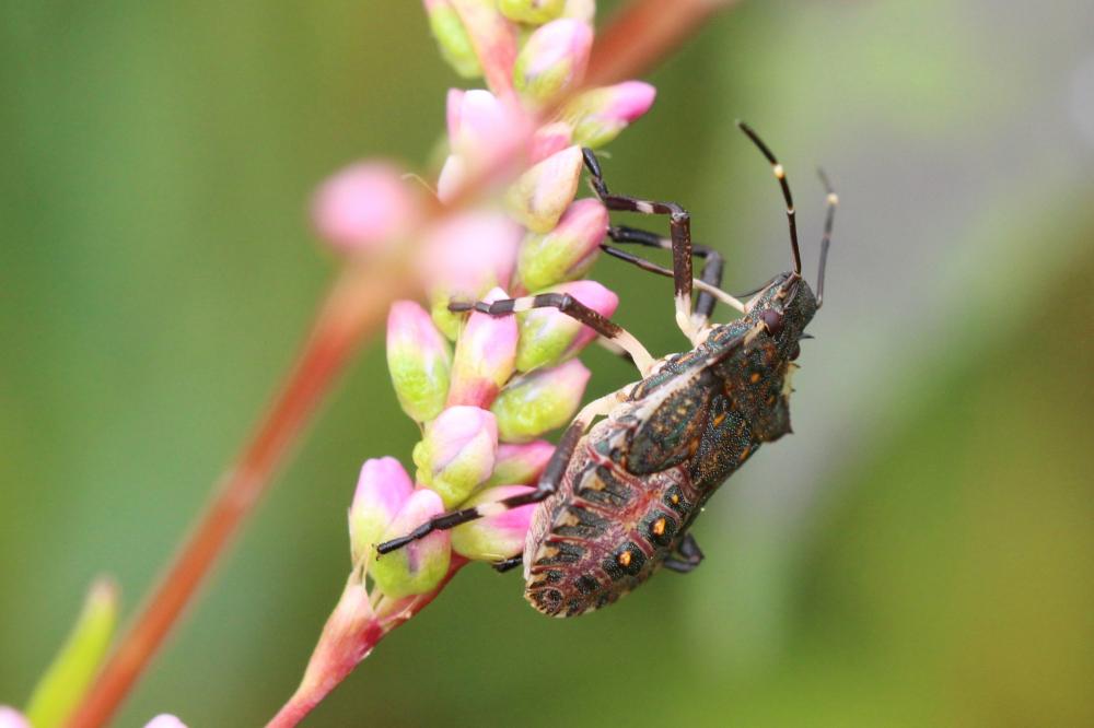 Punaise diabolique Halyomorpha halys (Stål, 1855)