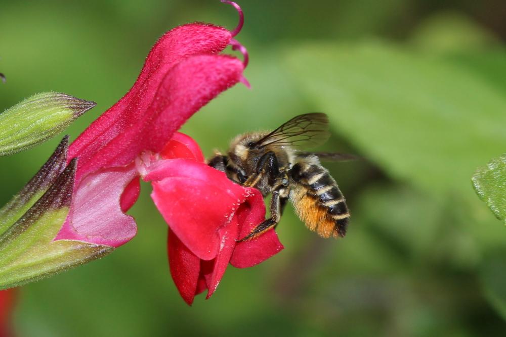 Mégachile du rosier, Abeille découpeuse Megachile centuncularis (Linnaeus, 1758)