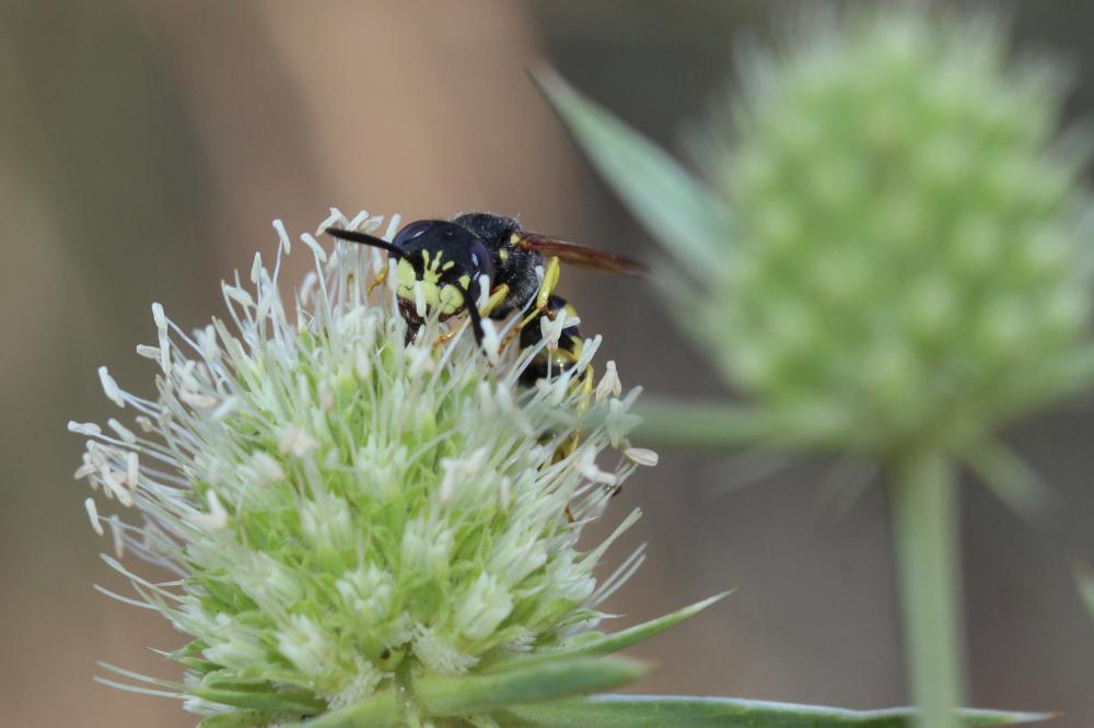 Philanthus triangulum (Fabricius, 1775)