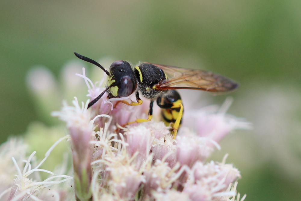 Philanthus triangulum (Fabricius, 1775)