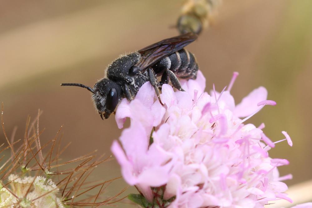  Stelis punctulatissima (Kirby, 1802)