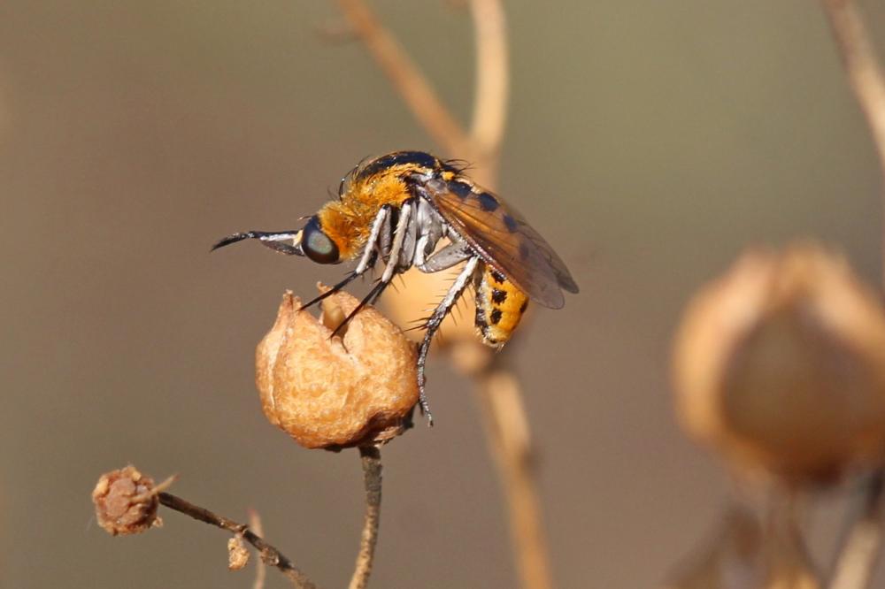  Toxophora fasciculata (Villers, 1789)