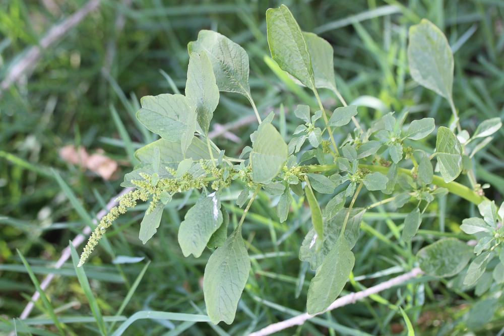 Amarante livide, Amarante Blite Amaranthus blitum L., 1753
