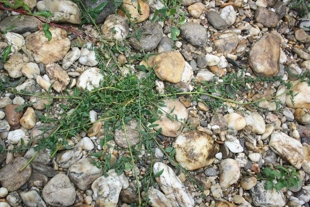 Arroche étalée Atriplex patula L., 1753