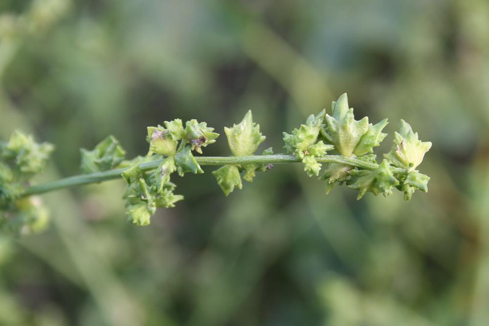 Arroche étalée Atriplex patula L., 1753