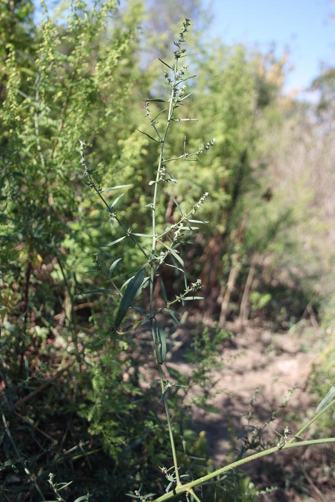 Arroche étalée Atriplex patula L., 1753