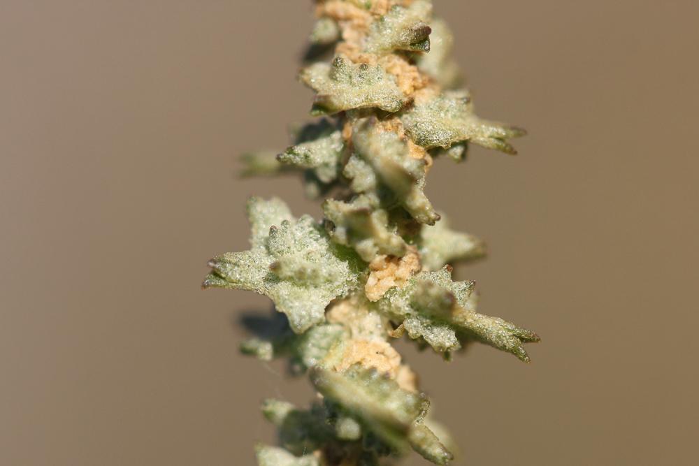 Arroche rosée Atriplex rosea L., 1763