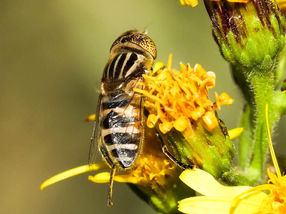  Eristalinus megacephalus (Rossi, 1794)