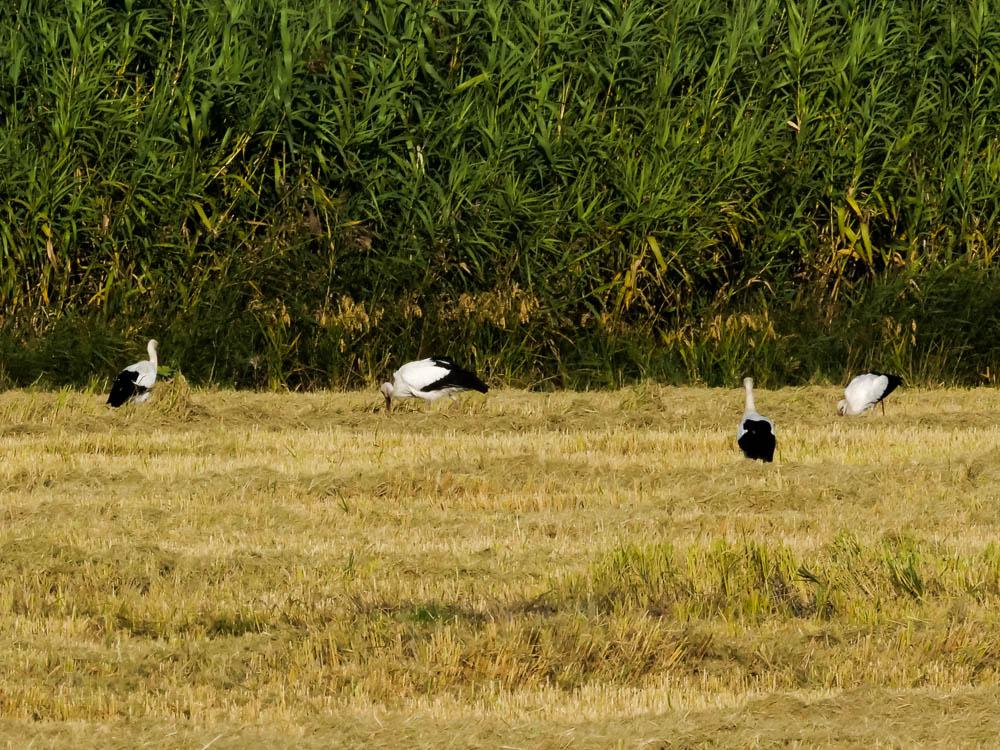 Cigogne blanche Ciconia ciconia (Linnaeus, 1758)
