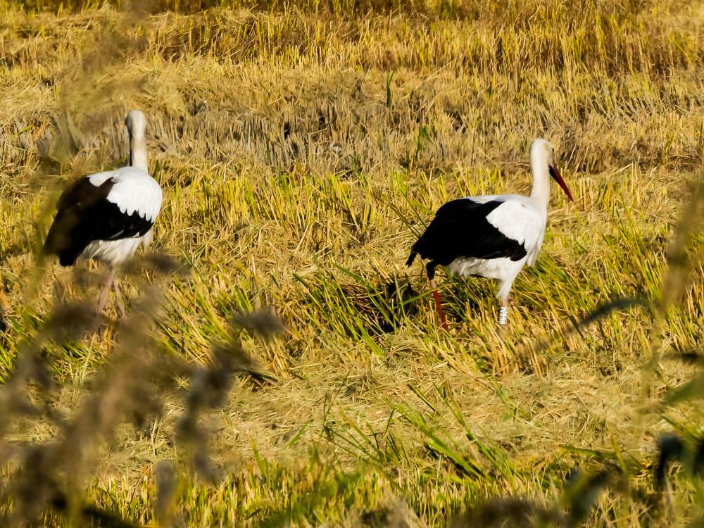Cigogne blanche Ciconia ciconia (Linnaeus, 1758)