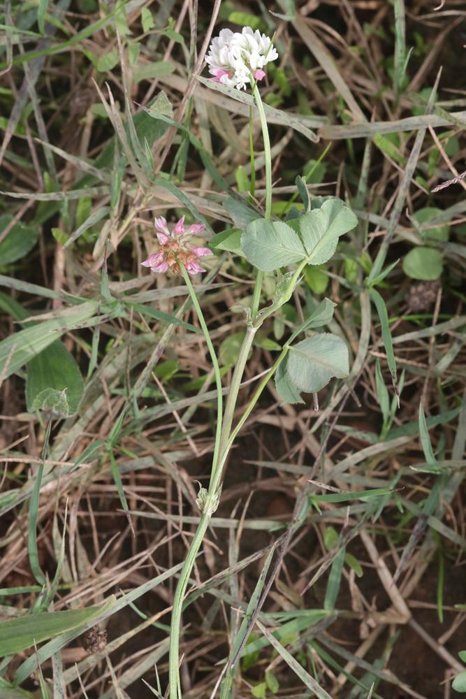 Trèfle noircissant Trifolium nigrescens Viv., 1808