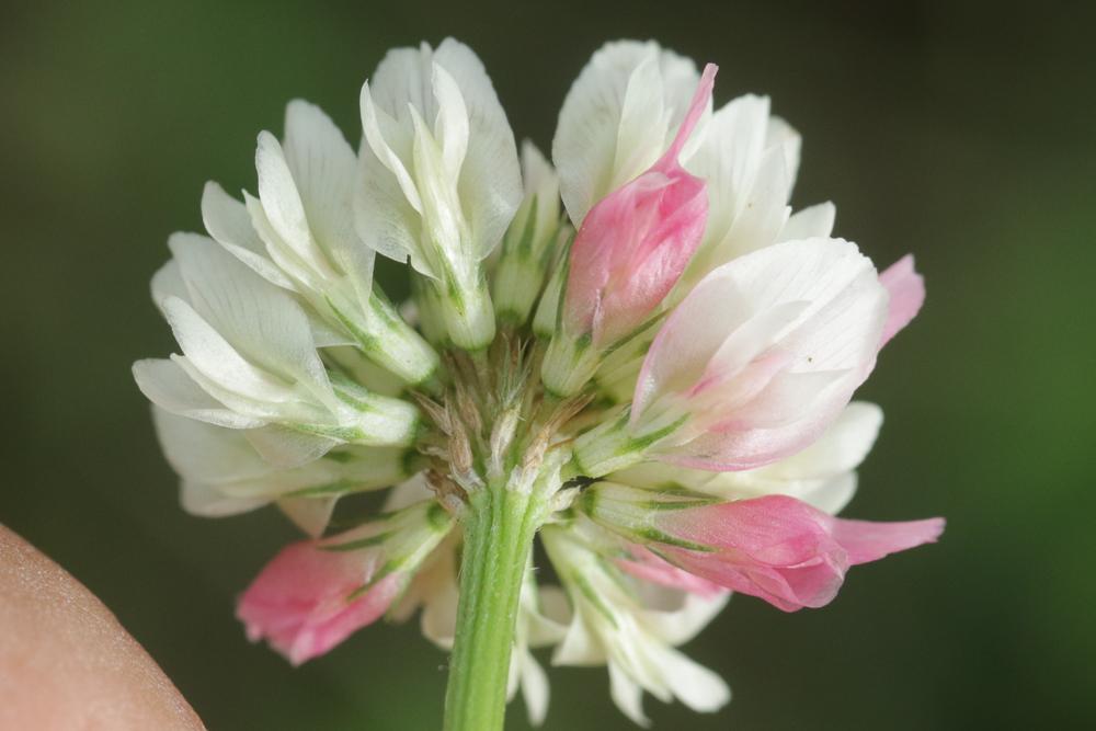 Trèfle noircissant Trifolium nigrescens Viv., 1808