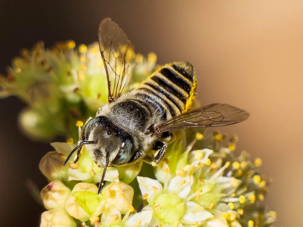  Megachile pilidens Alfken, 1924
