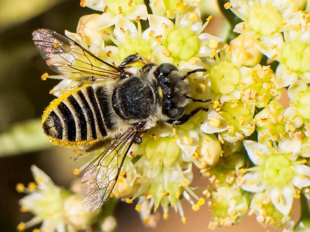  Megachile pilidens Alfken, 1924