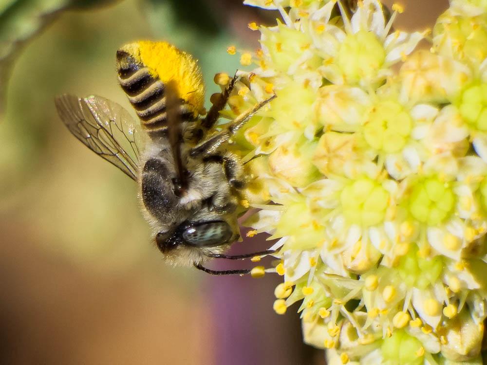  Megachile pilidens Alfken, 1924