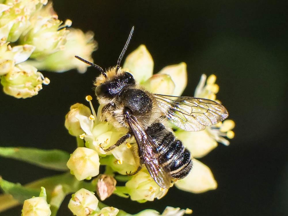  Megachile pilidens Alfken, 1924