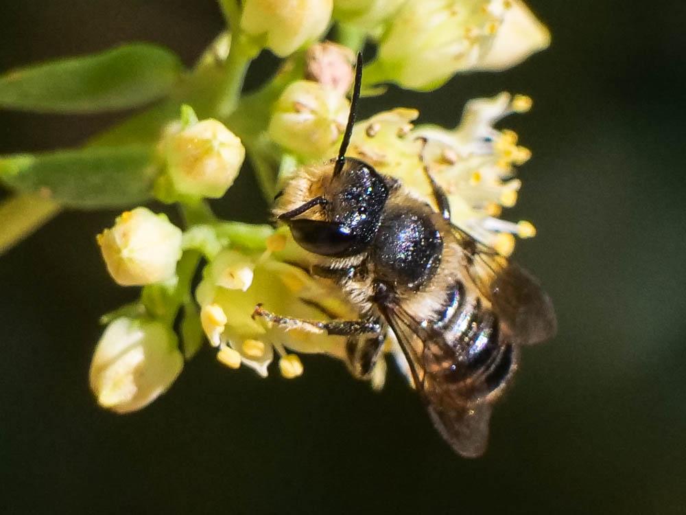 Megachile pilidens Alfken, 1924