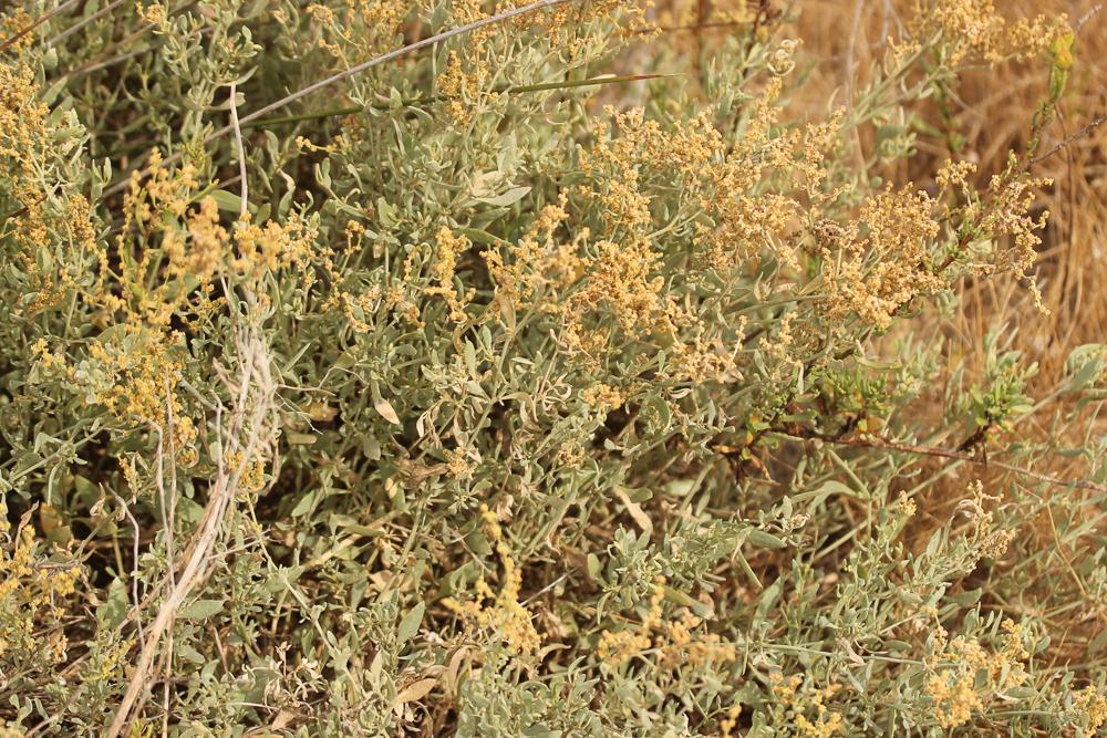 Obione faux pourpier, Obione Pourpier Halimione portulacoides (L.) Aellen, 1938