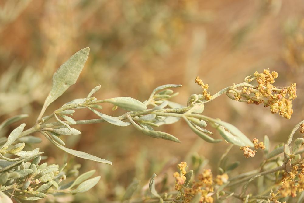 Obione faux pourpier, Obione Pourpier Halimione portulacoides (L.) Aellen, 1938