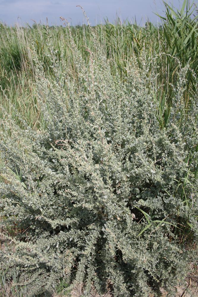 Obione faux pourpier, Obione Pourpier Halimione portulacoides (L.) Aellen, 1938