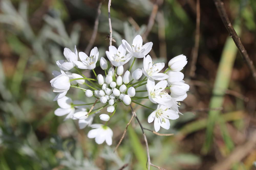 Ail de Naples, Ail blanc Allium neapolitanum Cirillo, 1788