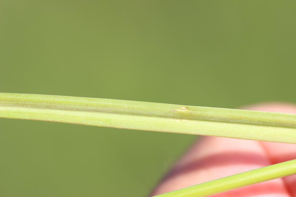 Ail arrondi Allium rotundum L., 1762