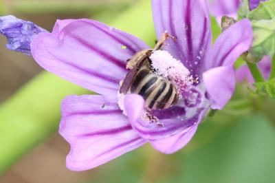 Eucère de la mauve Tetralonia malvae (Rossi, 1790)