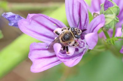 Eucère de la mauve Tetralonia malvae (Rossi, 1790)