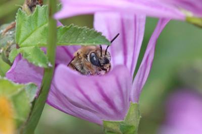 Eucère de la mauve Tetralonia malvae (Rossi, 1790)