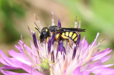 Pseudoanthidium Friese, 1898