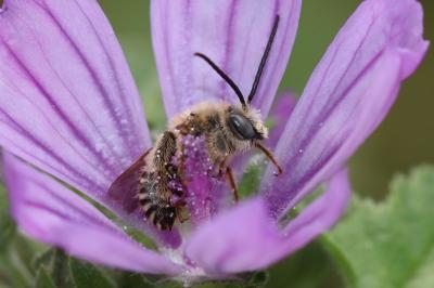 Eucère de la mauve Tetralonia malvae (Rossi, 1790)