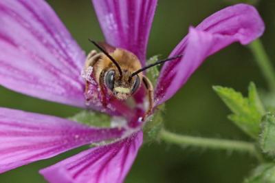 Eucère de la mauve Tetralonia malvae (Rossi, 1790)