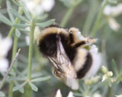  Bombus Latreille, 1802