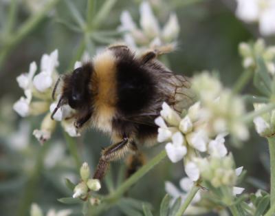  Bombus Latreille, 1802